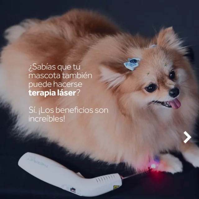 Con Theravet en tu consulta, haces la diferencia! ✨
.
Encuéntralo en nuestra web www.biofotonica.cl
.
.
.
.
.
.
.
.
.
.
#theravet #laserterapiaveterinaria #veterinariochile #vetchile #clinicaveterinaria