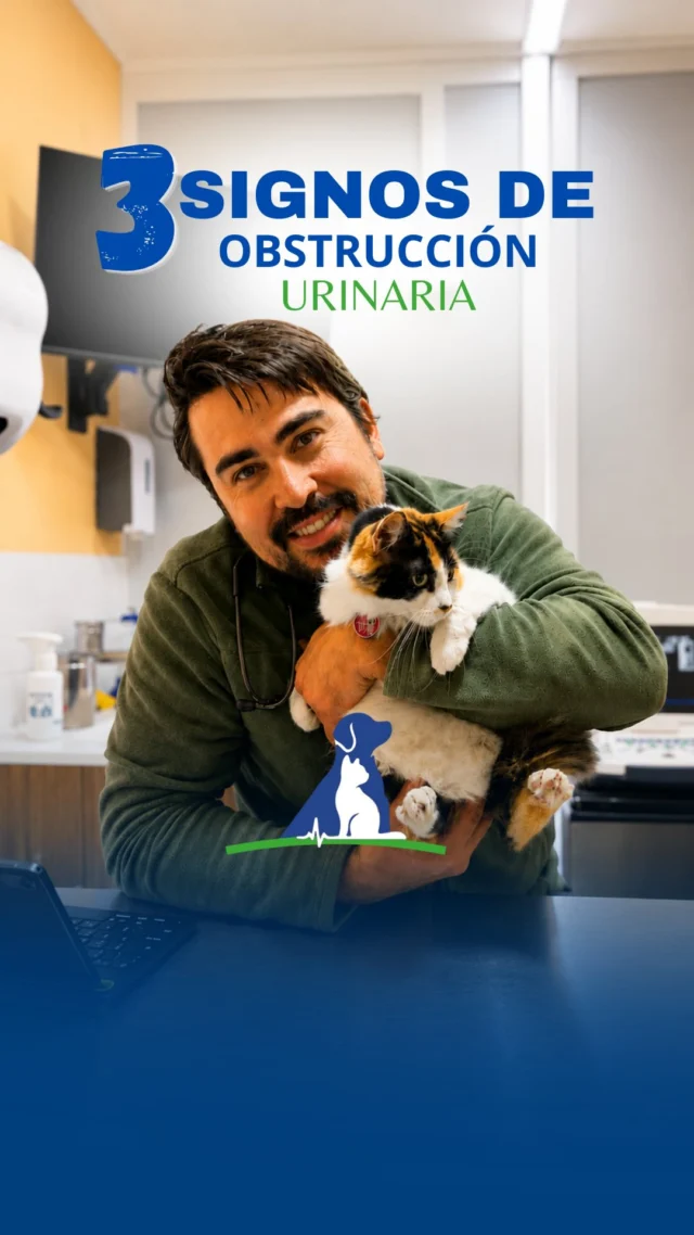 🐱 ¿Sabías que los problemas urinarios en gatos pueden convertirse en una urgencia?
Estas son 3 señales a las que debes estar atento:
✅ Va muchas veces a la caja de arena y hace muy poco pipí.
✅ Maúlla o se queja al orinar, lo que puede indicar dolor.
✅ Hace pipí fuera de la caja de arena.
Si notas alguno de estos signos en tu gato, no lo dejes pasar. Podría tratarse de una enfermedad urinaria y necesita evaluación veterinaria.
📲 Comunícate con nosotros o agenda una hora para revisar a tu gatito a tiempo.
#Gatos #SaludFelina #Veterinaria #CuidadoFelino #EnfermedadUrinaria GatosChile Veterinario