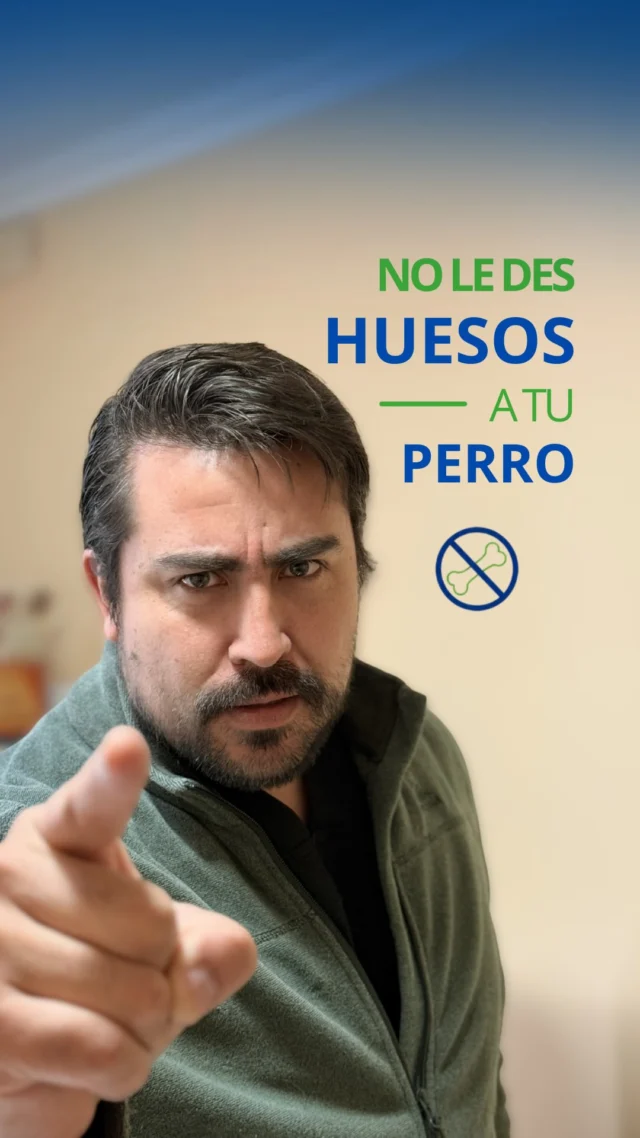 ⚠️ No le des huesos a tu perro.
Aunque muchas personas creen que es algo “normal” o inofensivo, los huesos pueden causar complicaciones digestivas y respiratorias graves en nuestras mascotas.
En consulta vemos casos de pacientes con dificultad para respirar, vómitos recurrentes, dolor abdominal, decaimiento e incluso problemas para defecar después de consumir huesos.
No importa si son de pollo, vacuno, crudos o cocidos: los huesos pueden representar un riesgo importante para la salud de tu mascota.
Como médicos veterinarios, no lo recomendamos. Puede causar complicaciones graves e incluso poner en riesgo su vida.
🐾 Ante cualquier síntoma, consulta con tu veterinario.
#VetsDelValle #VeterinariaPuertoMontt #CuidadoAnimal #Perros #SaludAnimal Mascotas NoLeDesHuesos ConsejoVeterinario