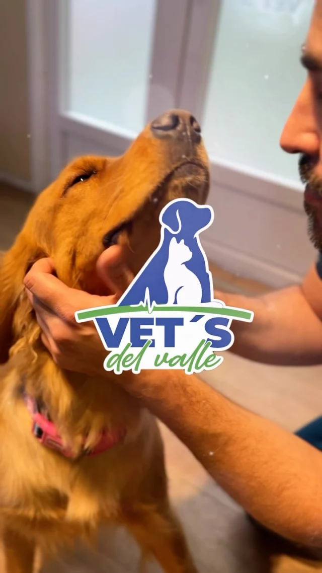 🐾 ¿Estás pensando en adoptar?

Adoptar una mascota puede ser una de las decisiones más lindas, pero también implica un compromiso para toda la vida. 💛

Antes de dar el paso, considera el tiempo que podrás dedicarle, sus cuidados veterinarios, los gastos asociados y si tu espacio y estilo de vida se adaptan a sus necesidades.

Una adopción responsable comienza con información y preparación, y puede marcar la diferencia para que tu nuevo compañero tenga una vida larga, sana y feliz. 🐶🐱

¿Tienes dudas sobre sus primeros cuidados? Escríbenos por DM y te orientamos.

#AdopciónResponsable #TenenciaResponsable #CuidadoAnimal #SaludVeterinaria #MascotasFelices Veterinaria VetsDelValle