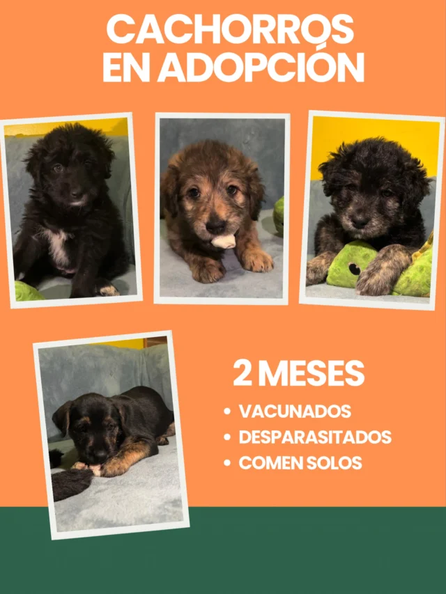 Hermosos cachorros de 2 meses buscan a quien entregarles todo su amor y ternura.
Vacunados y desparasitados.