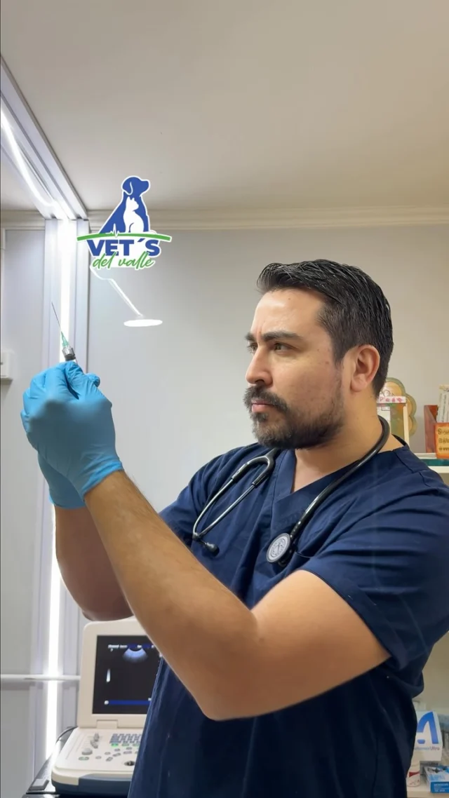 💉🐶🐱 ¿Tu mascota realmente tiene sus vacunas al día?

No todas las mascotas necesitan exactamente el mismo calendario de vacunación. Su edad, especie, estilo de vida y estado de salud pueden cambiar qué vacunas necesita y cuándo corresponde aplicarlas.

Y aunque tu perro o gato pase la mayor parte del tiempo en casa, eso no significa que esté completamente libre de riesgos.

Mantener su esquema de vacunación actualizado es una de las formas más importantes de prevenir enfermedades que pueden llegar a ser graves. 🩺💛

¿No recuerdas cuándo fue su última vacuna o tienes dudas sobre su calendario?

📲 Agenda un control en Vet’s del Valle y revisémoslo juntos.

📍 Valle Volcanes, Puerto Montt.

#VetsDelValle #VeterinariaPuertoMontt #VacunasMascotas #SaludPreventiva #CuidadoDeMascotas PerrosPuertoMontt GatosPuertoMontt