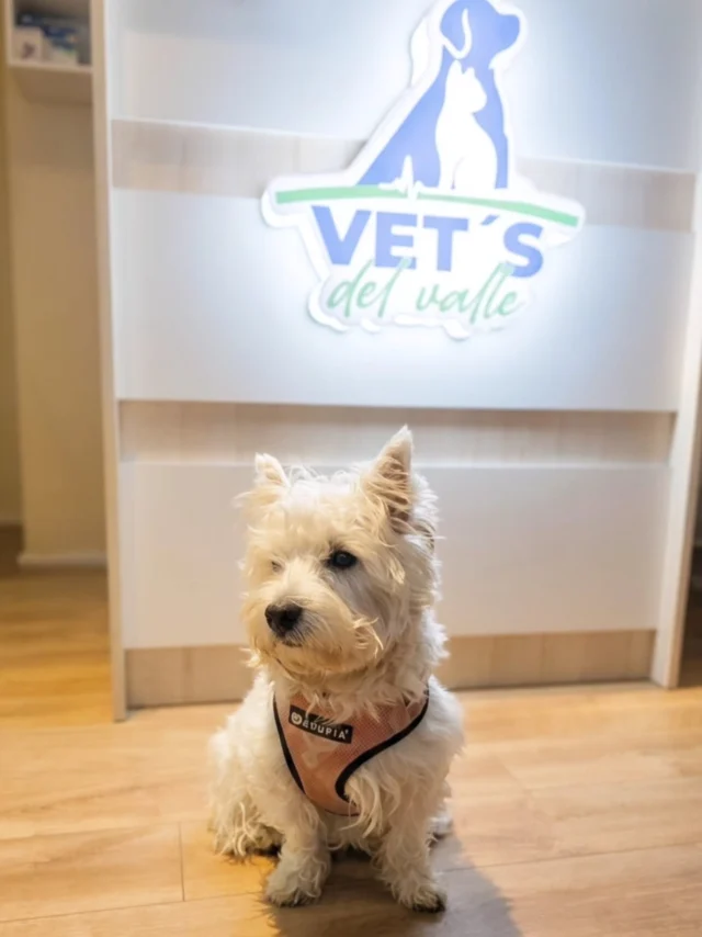 Saliendo de control. El dogtor me encontró súper y yo le robé unos westiebesos 👅

#westiechile #westiepatitas #westhighlandwhiterrier #westiemoments🐾 #doglover