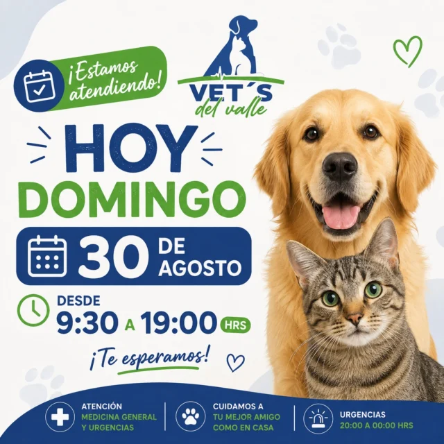 🐾 ¡Hoy domingo estamos atendiendo! 💚💙

En Vet’s del Valle queremos estar disponibles cuando tu mascota nos necesite. 🐶🐱

📅 Hoy domingo 30 de agosto
🕘 Horario de atención: 09:30 a 19:00 hrs.

Atención veterinaria, consultas y procedimientos para cuidar la salud de quienes son parte de tu familia. 🩺🐾

💚 ¡Te esperamos en Vet’s del Valle!

#VetsDelValle #VeterinariaPuertoMontt #PuertoMontt #ValleVolcanes #MedicinaVeterinaria #CuidadoAnimal #Mascotas #Veterinaria #DomingoAbierto