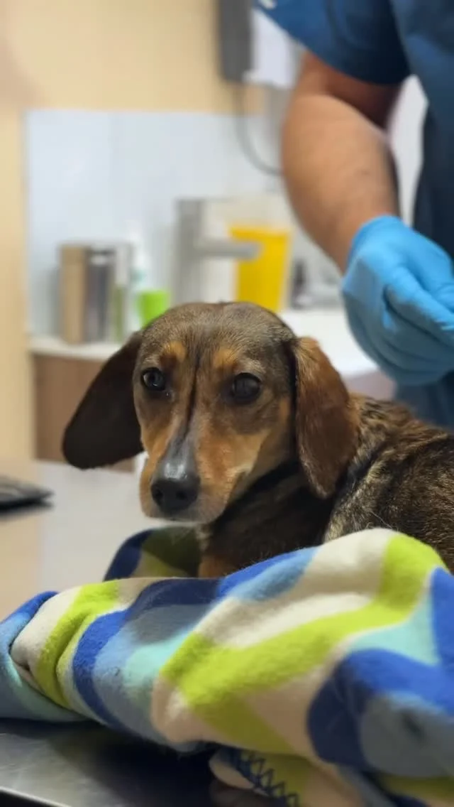 🐾 La historia de Kiara pudo haber terminado de una forma muy distinta.

Después de ser encontrada atropellada por Fundación Patitas de Amor, Kiara llegó a Vet’s del Valle con múltiples fracturas que requerían evaluación, manejo del dolor y tratamiento quirúrgico. 🩺

Gracias al trabajo en equipo, pudo ser intervenida para estabilizar sus lesiones y hoy sigue avanzando en su recuperación. 💛

Ya come, toma agua y se moviliza de forma más independiente, y esperamos que con su proceso de fisioterapia pueda continuar recuperando la movilidad que necesita.

Historias como la de Kiara nos recuerdan cuánto puede cambiar la vida de un paciente cuando detrás hay personas dispuestas a ayudar. 🐶

Ahora viene otro desafío importante: seguir recuperándose y encontrar una familia que le dé todo el amor que merece.

Gracias a Fundación Patitas de Amor por confiar en nuestro equipo. 🤝🐾

#VetsDelValle #PuertoMontt #VeterinariaPuertoMontt #RescateAnimal #patitasdeamor
