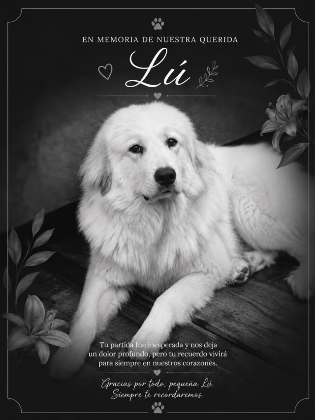 🕊️ En memoria de nuestra querida Lú

Hay pacientes que, sin darnos cuenta, comienzan a ocupar un lugar muy especial en nuestros corazones. Lú fue una de ellas.

Tuvimos la fortuna de conocerla y acompañarla desde que era muy pequeñita, verla crecer y recibirla cada vez que llegaba a nuestra clínica. Con el tiempo, dejó de ser solamente una paciente para transformarse en una de esas pequeñas vidas que se vuelven parte de nuestra historia.

Su partida fue inesperada y profundamente dolorosa. Nos cuesta aceptar que una vida tan joven y querida se haya ido tan pronto.

Hoy queremos recordarla como siempre la conocimos: hermosa, noble, con una personalidad única y rodeada del inmenso amor de su familia.

A su familia, gracias por habernos permitido ser parte de la vida de Lú y por confiar en nosotros durante todo este tiempo. Compartimos sinceramente su tristeza y esperamos que, entre tanto dolor, permanezcan todos los hermosos recuerdos que construyeron junto a ella.

Descansa en paz, pequeña Lú 🕊️