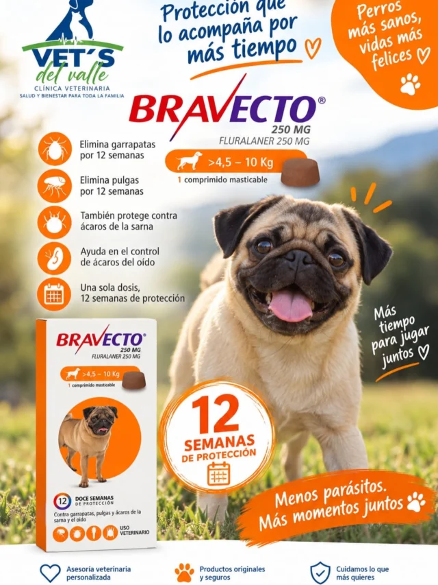 Bravecto, sirve para tratar y prevenir infestaciones de pulgas y garrapatas en perros, ofreciendo una protección prolongada de hasta 12 semanas con una sola dosis 🫶🏻 ✅ 
Encuéntranos en tu clínica preferida vetsdelvalle