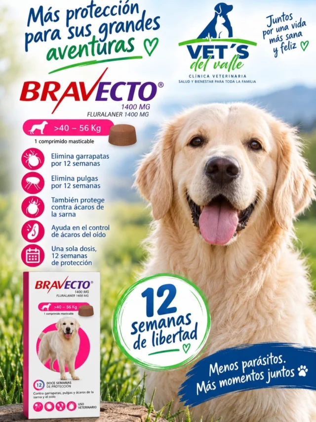 Bravecto, sirve para tratar y prevenir infestaciones de pulgas y garrapatas en perros, ofreciendo una protección prolongada de hasta 12 semanas con una sola dosis 🫶🏻 ✅ 
Encuéntranos en tu clínica preferida vetsdelvalle
