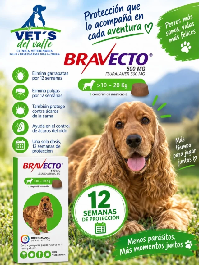 Bravecto, sirve para tratar y prevenir infestaciones de pulgas y garrapatas en perros, ofreciendo una protección prolongada de hasta 12 semanas con una sola dosis 🤎 ✅ 
Encuéntranos en tu clínica preferida vetsdelvalle