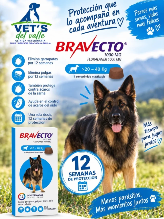 Bravecto, sirve para tratar y prevenir infestaciones de pulgas y garrapatas en perros, ofreciendo una protección prolongada de hasta 12 semanas con una sola dosis 🐶 ✅ 
Encuéntranos en tu clínica preferida vetsdelvalle