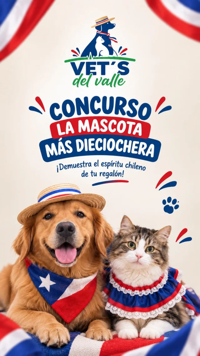 🇨🇱🐾 ¡BUSCAMOS A LA MASCOTA MÁS DIECIOCHERA DE VET’S DEL VALLE! 🐾🇨🇱

Este 18 queremos celebrar junto a ustedes y sus regalones, así que tendremos 2 ganadores: un perrito y un gatito 🎉 Cada ganador se llevará un set de snacks para disfrutar estas Fiestas Patrias. 🎁🐶🐱

¿Cómo participar?

1. 🇨🇱 Viste a tu mascota con su mejor tenida dieciochera.
2. 📸 Sube una foto o historia a Instagram y etiqueta a Vet’s del Valle.
3. 💚 Sigue nuestra cuenta.
4. 👥 Etiqueta a un amigo en la publicación e invítalo a seguir a Vet’s del Valle.

¡Mientras más creatividad y espíritu dieciochero tenga tu regalón, mejor! 🌭🎊 Prepara el pañuelo, la chupalla y esa mejor pose porque queremos conocer a los peluditos más chilenos de estas Fiestas Patrias. 🇨🇱❤️

¡Participa y celebra este 18 junto a Vet’s del Valle! 🐾✨