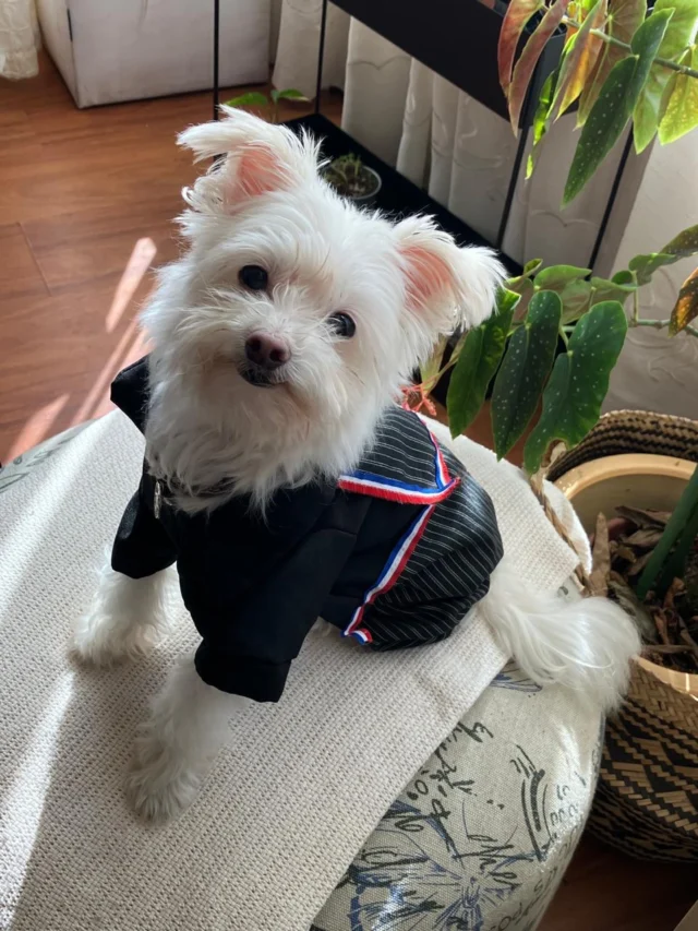 🇨🇱❤️ ¡Viva Chile y viva mi Leoncito! ❤️🇨🇱

Él es León, un pequeño Maltés de 10 añitos 🐶🤍.
Llegó a nuestras vidas después de haber conocido el maltrato y el abandono, pero hoy su historia es muy diferente: está rodeado de amor, regaloneos y una familia que lo ama con todo el corazón. 🥹🏡❤️

Y este 18 quiere demostrar que los más pequeñitos también pueden celebrar a lo grande 🇨🇱🎉

🎩🕺🏻 Con su pinta dieciochera, su carita tierna y todo el amor del mundo, Leoncito viene por ese primer lugar 🏆🐾

🇨🇱 Si quieres ayudar a este viejito hermoso a ganar, déjale tu ❤️ / like y comparte su fotito.

¡Vamos Leoncito, que este 18 se gana la cueca! 🇨🇱🐶❤️

#Leoncito #León #18DeSeptiembre #FiestasPatrias #VivaChile 18Chileno Maltés PerritoChileno TeamLeón 🇨🇱🐾
